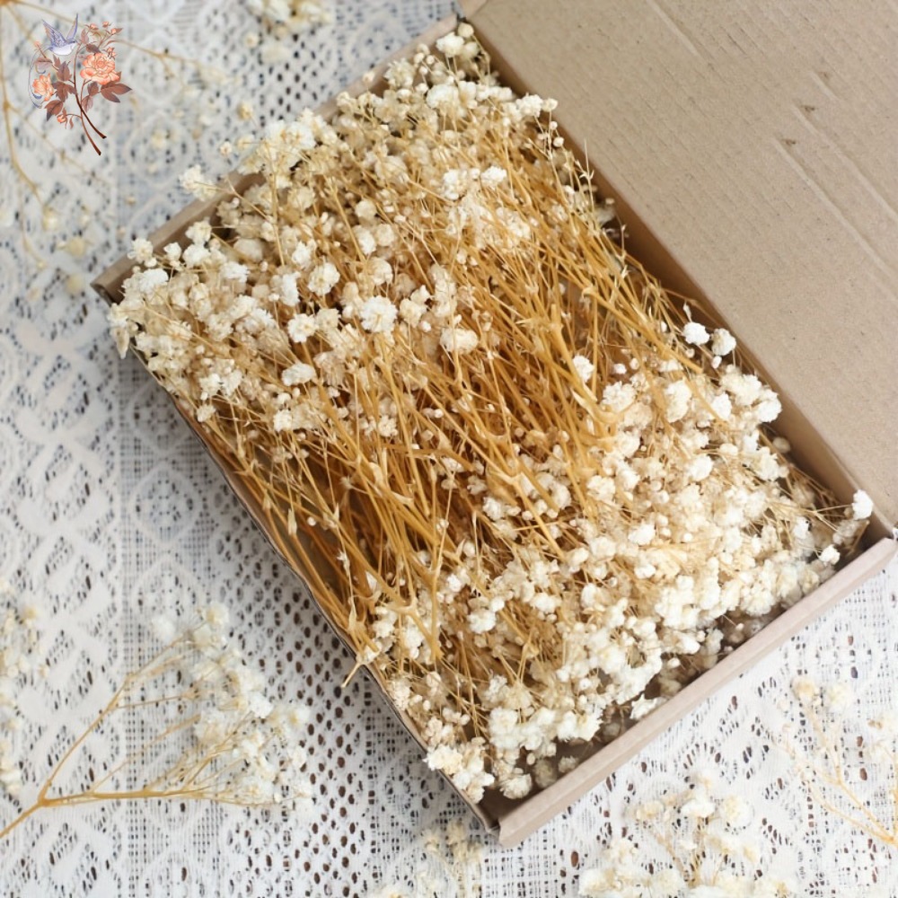Dried Flower Bulk - 100pcs Bunga Baby's Breath Kering Mini