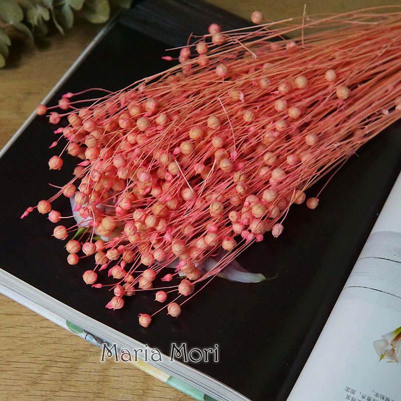 35g/Ormosia Hosiei Alami Bunga - Dried Flower Bulk ulasan dan harga