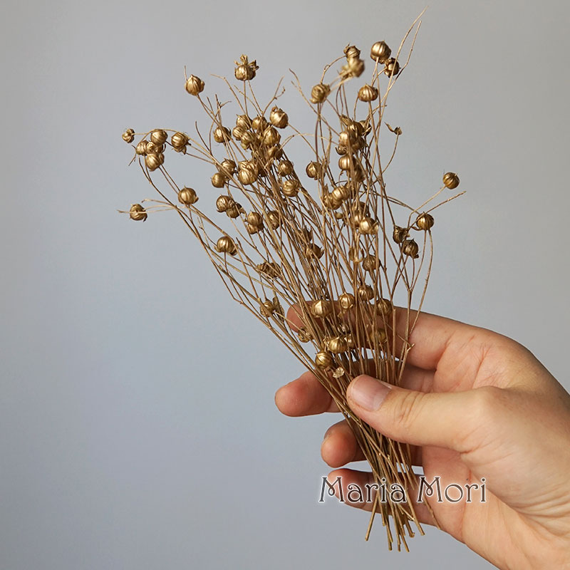 5g/Kacang Rami Kering Alami Bu - Dried Flower Bulk ulasan dan harga
